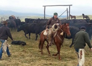 man driving cattle on horseback