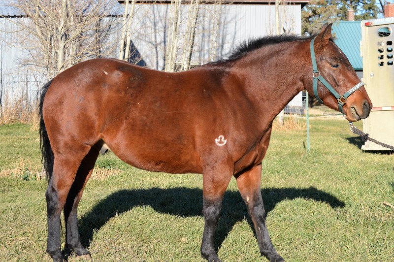 cats-cowboy-side-november-2016