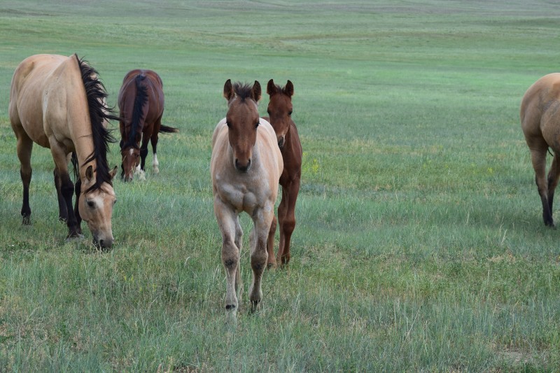 go-alice-bar-jay-foal