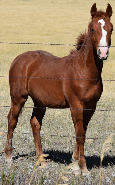 osr-boonsmal-destiny-foal