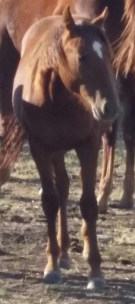 osr-talknsmoothe-cat1