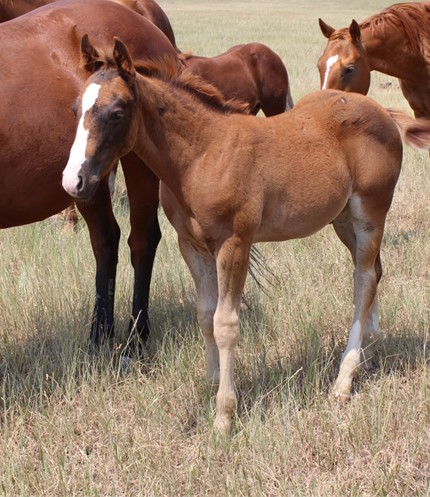 HICKORYSAPS ROSE - 2021 Sorrel colt - Open Spear Ranch