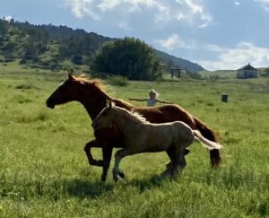two horses running in field