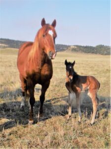 horse and fowl standing in field